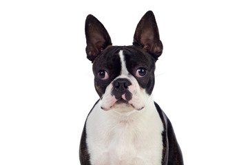 Portrait in Studio of a cute boston terrier