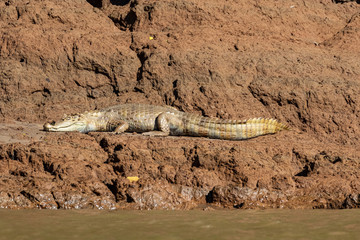 Caiman basking in the sun. Sandoval Lake, Tambopata, Peru.