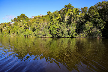 Fototapeta na wymiar Tropical forest on the Sandoval lake. Tambopata, Peru.