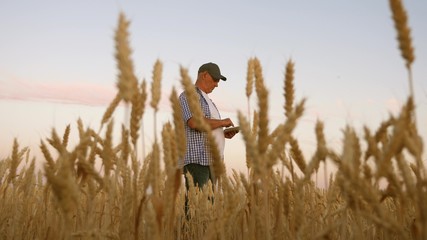 A businessman takes pictures of millet on a tablet and sends it to the manufacturer's website. An agronomist or farmer works in a field checking wheat grain for quality. Harvesting cereals.
