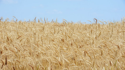 Oklahoma Agriculture