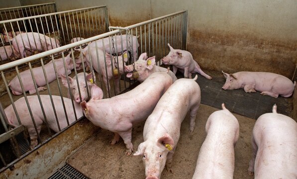 Pigs in stable. Netherlands. Farming.