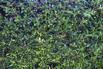 Spring hedge or green leaves wall  background.
