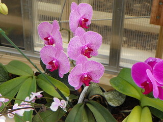 Obraz na płótnie Canvas pink orchid in garden