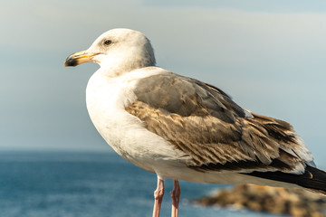 Sea bird on the beach