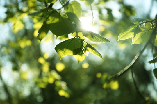 Tree branches with green leaves on sunny day