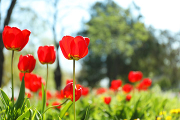 Blossoming tulips outdoors on sunny spring day