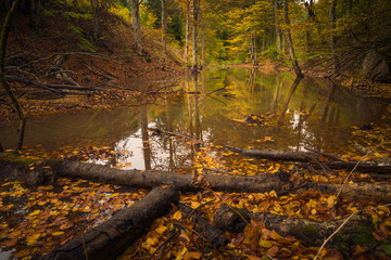 Small lake in the wood with beautiful reflectiion of the autumn colors of the forest and tree trunks in the foreground