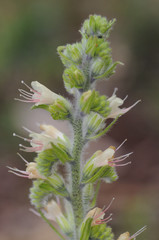 Echium flavum Vipers Bugloss mountain plant with soft yellow flowers and spiky stalks with hairy flowers
