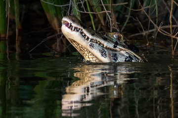 Cayman swimming in the water. Sandoval Lake, Tambopata, Peru.