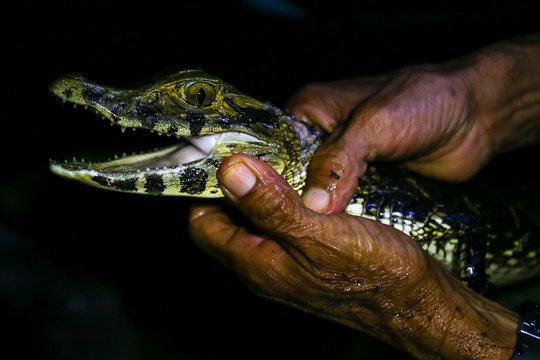 Young Cayman In Hands. Jungle, Tambopata, Peru.