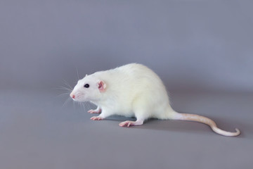 White rat on a gray uniform background. Symbol of the new year 2020, place for text