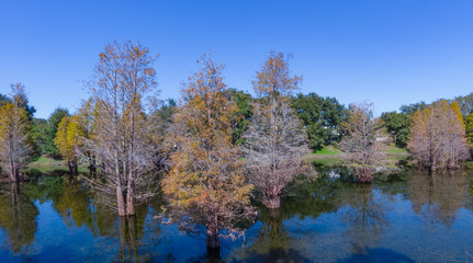 Metasequoia glyptostroboides tree grown in water