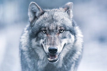 Gruseliger dunkelgrauer Wolf (Canis lupus)