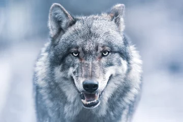 Fototapete Blau Gruseliger dunkelgrauer Wolf (Canis lupus)