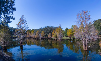 Metasequoia glyptostroboides tree grown in water