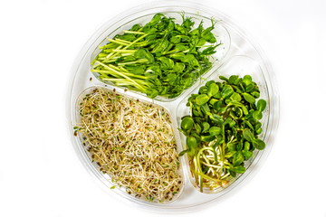 Three types of green sprouts peas, alfalfa, sunflower.