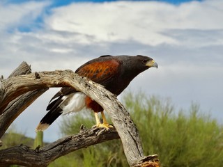 bird of prey