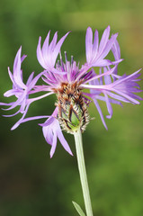 Centaurea triumphetii subs lingulata cornflower or bachelors button centaurea with starry blue petal flower
