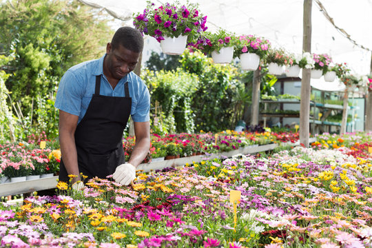 Florist man working in greenhouse
