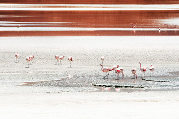 Pink flamingos on high-altitude lagoon in Altiplano, Bolivia. South America wildlife