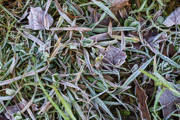 Frost on grass and dry fallen leaves. Beginning of cold winter.