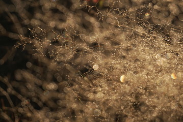 Morning dew on dry grass at the natural morning sunlight. Autumn grass background with blurred bokeh lights effect