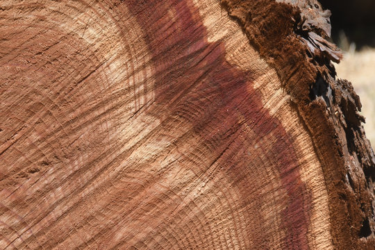 Saw marks on cut log