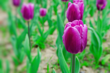 Flowerbed of Purple tulips.