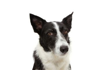 angry border collie expression face. isolated on white background.