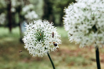 Close-up of white flowers. A bee flies next to spring flowers. Wild white onion.