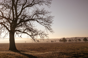 Fototapeta premium huge thee in hazy field with morning sum light