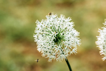 Close-up of white flowers. A bee flies next to spring flowers. Wild white onion.
