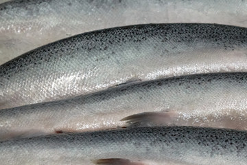 fish in the fish market laid out on a counter in shop