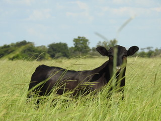 Un dia en el campo / One day in the field