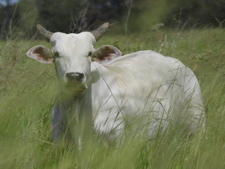 Un dia en el campo / One day in the field