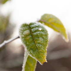 Green leaves on a branch covered with the first hoarfrost.