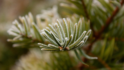 Coniferous tree branch in the needles of hoarfrost.