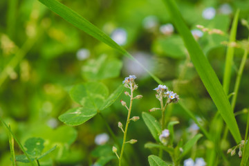 FLOR