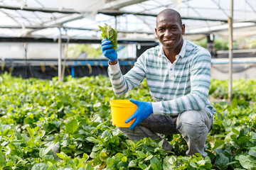 Satisfied farmer harvesting Malabar spinach