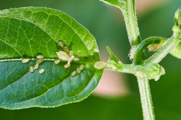 small aphid on a green leaf in the open air