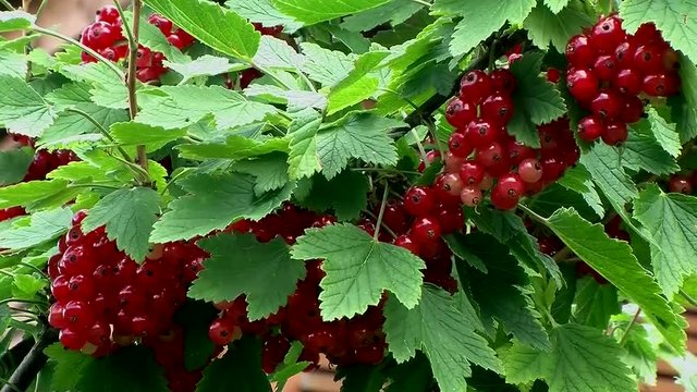 Voll mit reifen roten Beeren ist der Johannisbeerstrauch