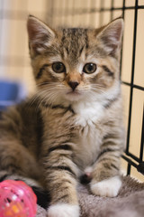 Adorable Kitten at the vet