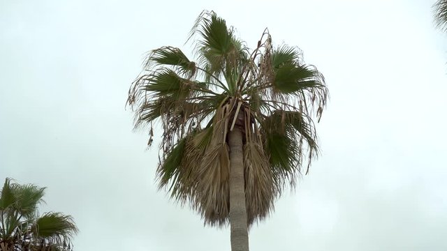 An old dry palm tree sways from a strong wind. Overcast. View from below.