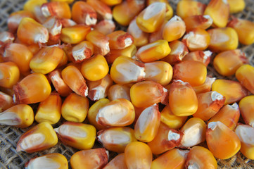 Dry corn grain close up