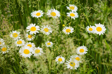 Fototapeta premium Chamomiles grow in dense thickets of a clover