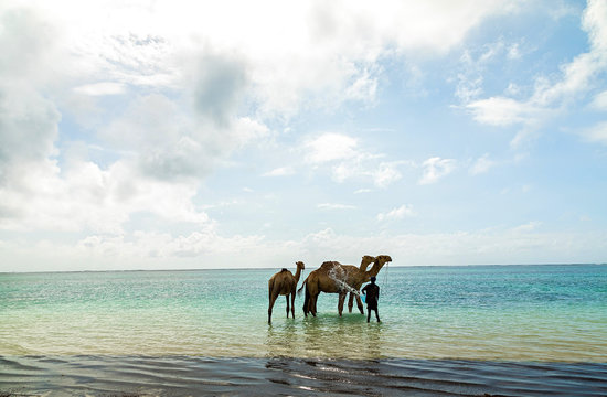 Diani, Mombasa, Kenya, Afrika oktober 13, 2019 .a drover washes three camels in the ocean against a cloudy sky. Water and horizon on a sunny day in Africa