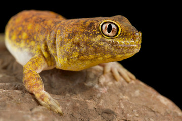 Koch's Chirping Gecko (Ptenopus kochi)