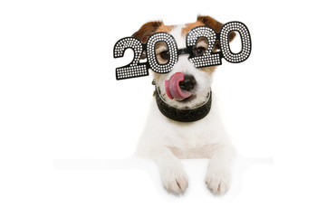 dog celebrating new year linking its lips with paws over  a white blank  wearing  glasses with the...