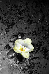 Pebbles and white yellow flower on black background with copy space. Spa stones and orchid with water drops, top view
